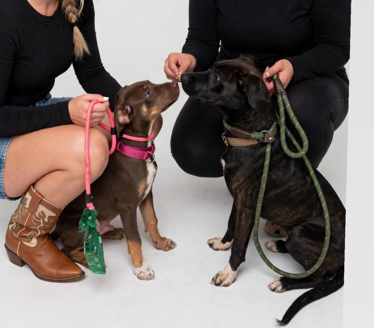 Enlarge Benedict AKA Benny, a Adoptable mixed breed in Kennewick, WA image 3/6