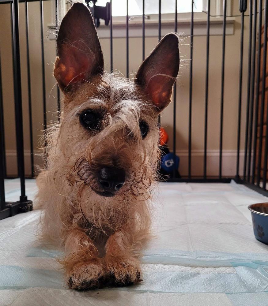 Enlarge Tula, a Adoptable mixed breed in Elkhart , IN image 1/1