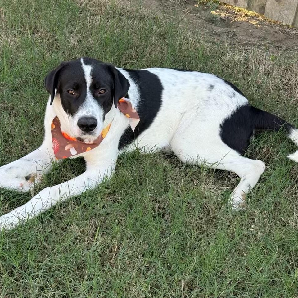 Enlarge Rocco, a Adoptable mixed breed in Bloomsburg, PA image 5/6