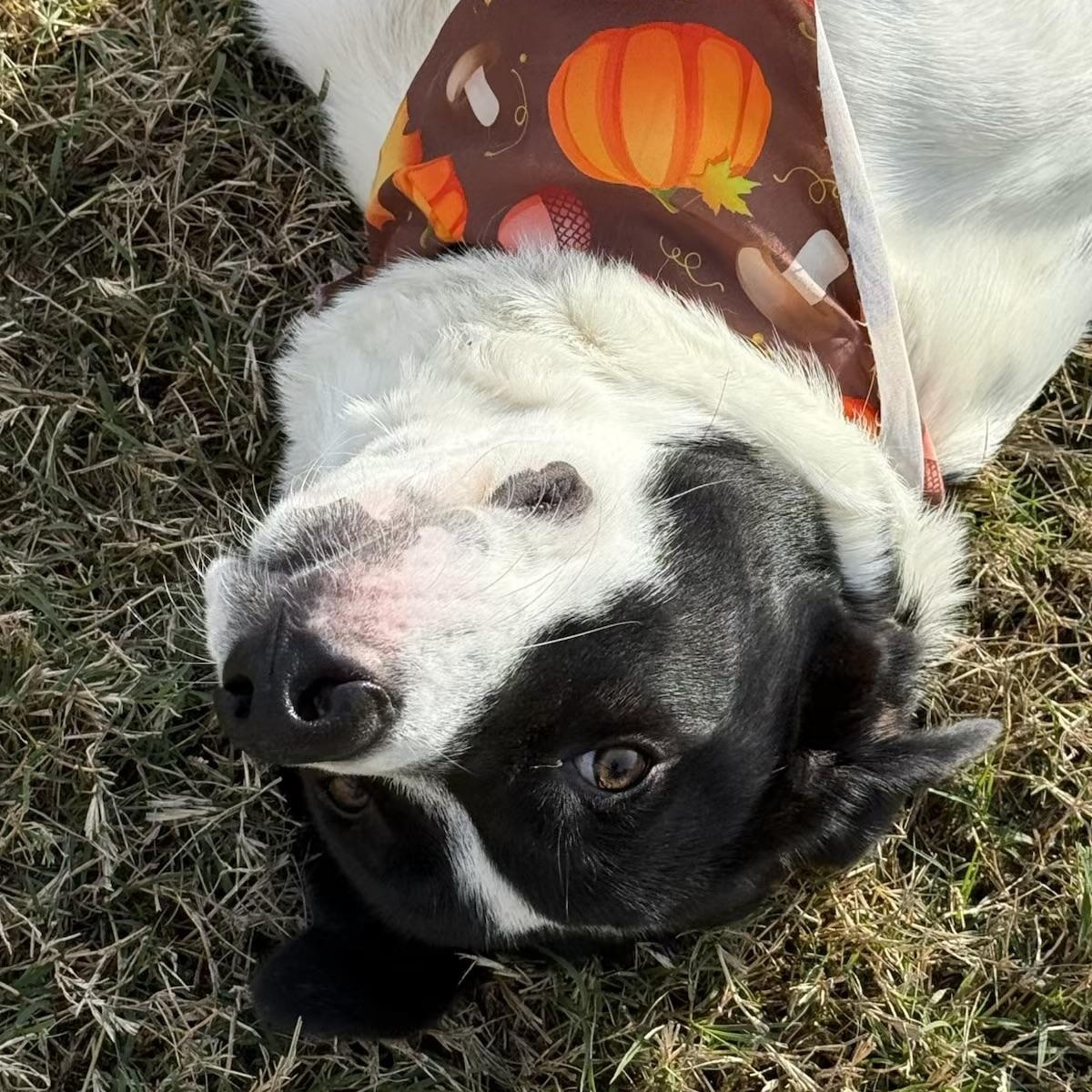 Enlarge Rocco, a Adoptable mixed breed in Bloomsburg, PA image 3/6