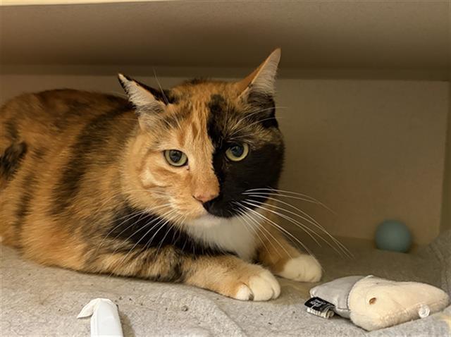 Enlarge BELLA, a Adoptable Domestic Short Hair in Denver, CO image 1/1