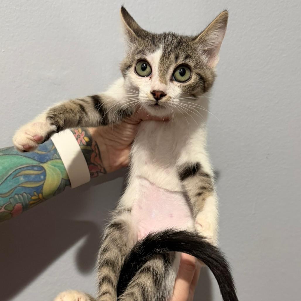 Tamara, Adoptable, Kitten Female Domestic Short Hair.