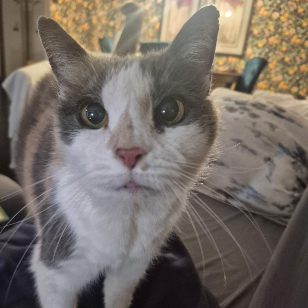 Barbara, Adoptable, Senior Female Domestic Short Hair.