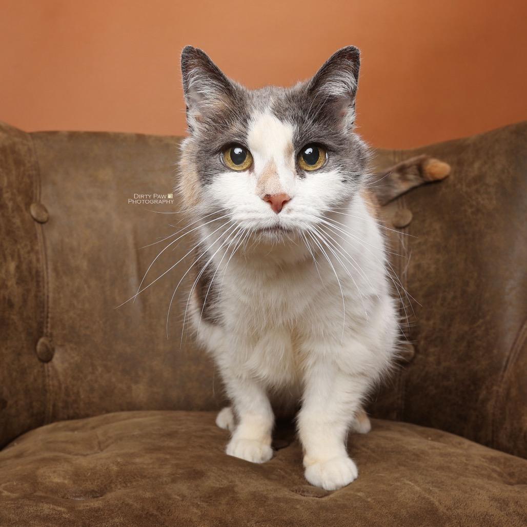 Enlarge Barbara, a Adoptable mixed breed in Silver Spring, MD image 1/6