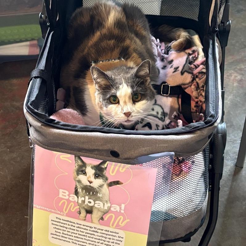 Enlarge Barbara, a Adoptable mixed breed in Silver Spring, MD image 6/6