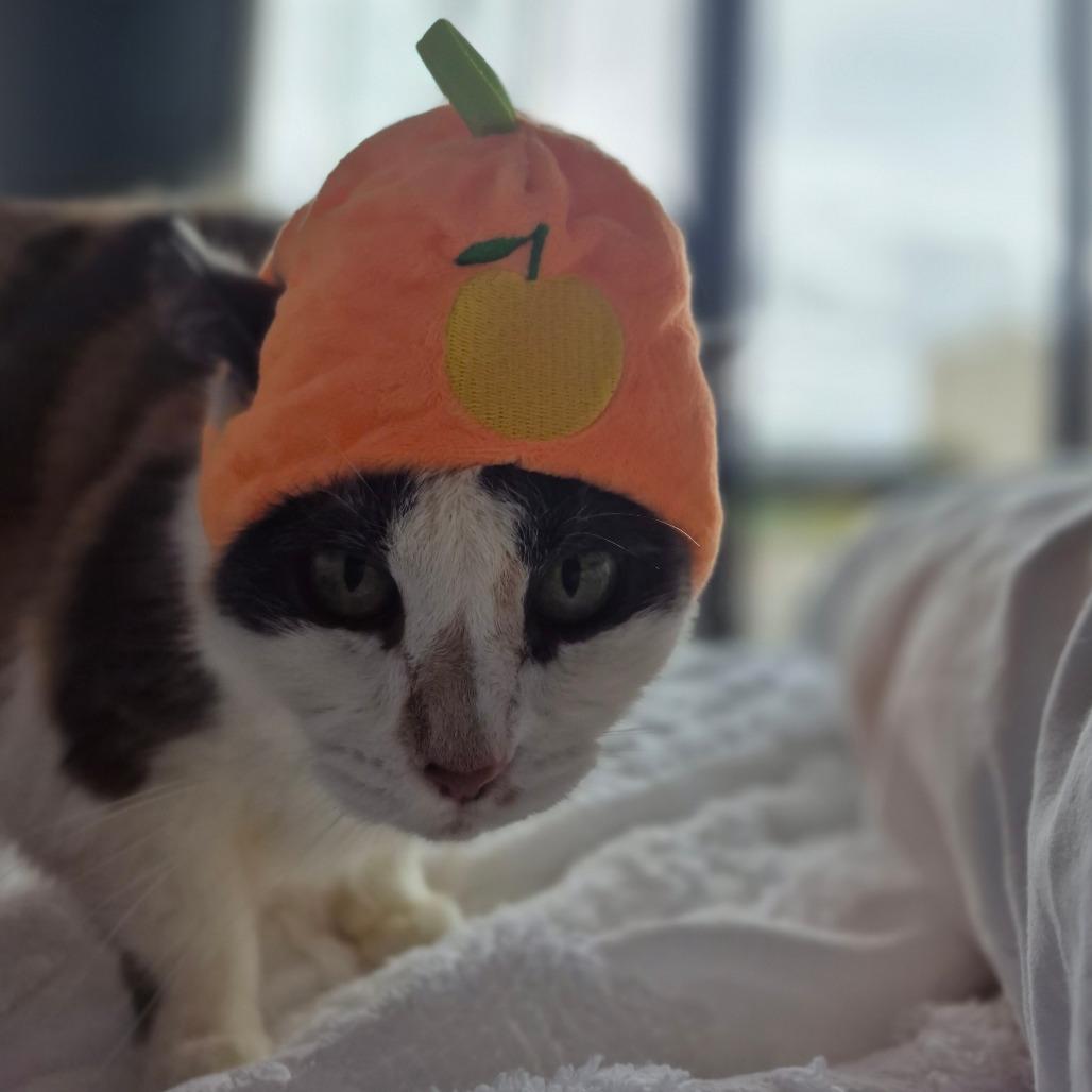 Enlarge Barbara, a Adoptable mixed breed in Silver Spring, MD image 2/6