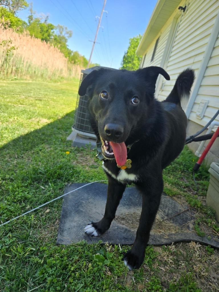 Charlie, Adoptable, Puppy Male Labrador Retriever & Shepherd.