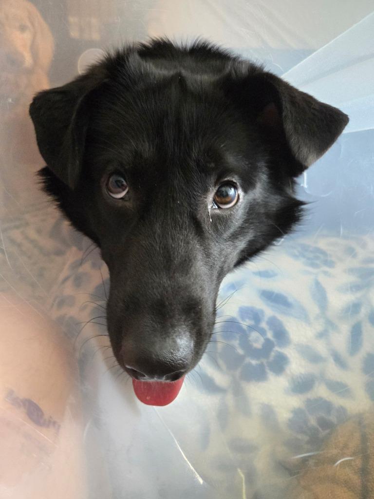 Enlarge Charlie, a Adoptable mixed breed in Effingham, IL image 2/4