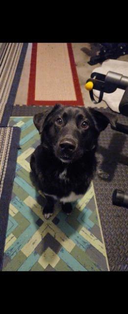 Enlarge Charlie, a Adoptable mixed breed in Effingham, IL image 4/4