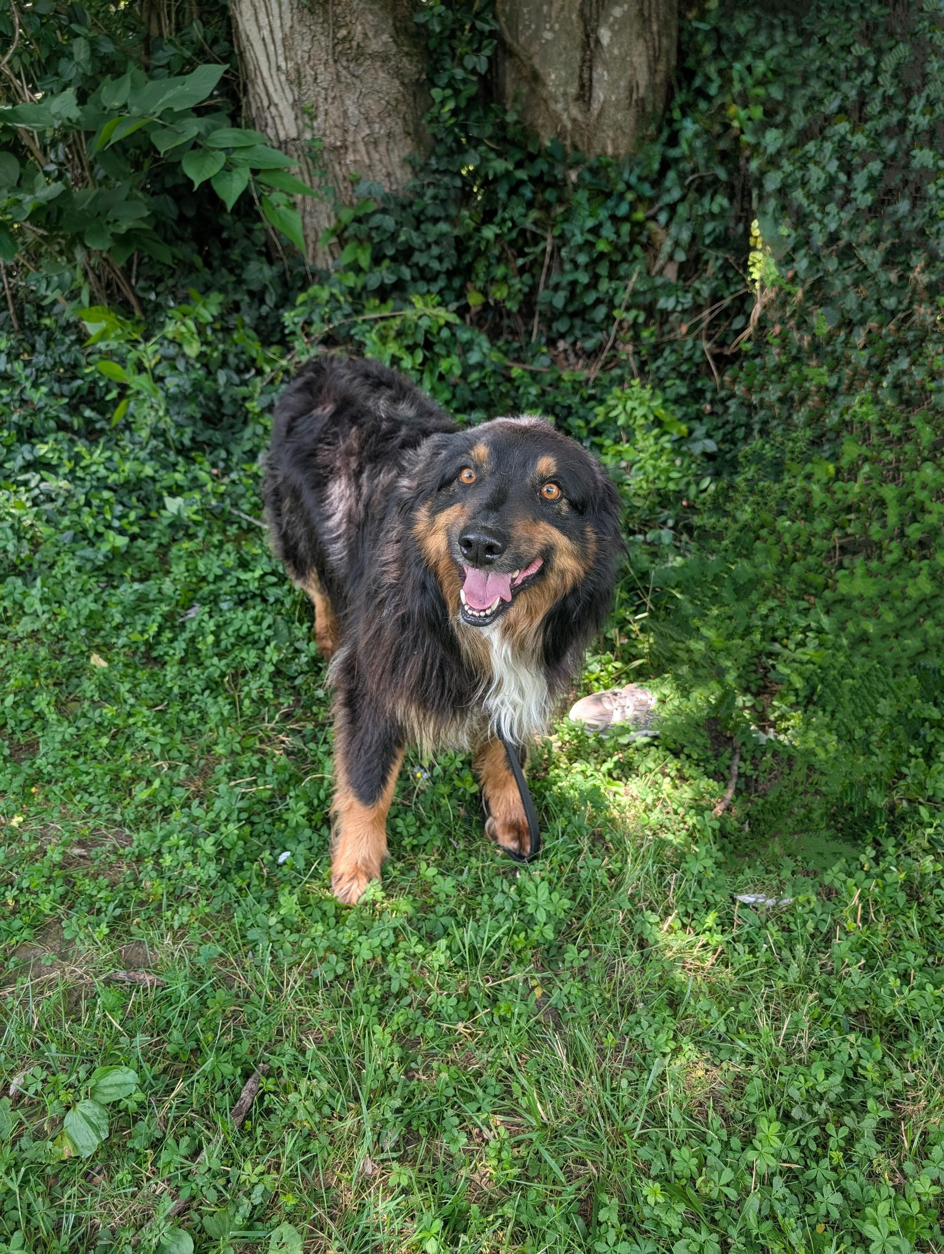 Cash, ADOPTABLE, Adult Male Australian Shepherd.