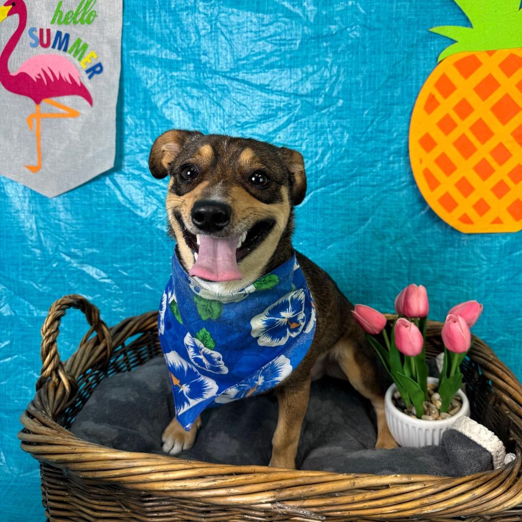 Styles, Adoptable, Adult Male Chihuahua & Dachshund.