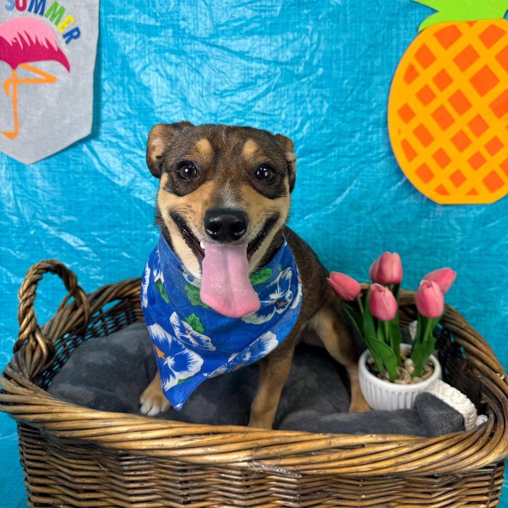 Enlarge Styles, a Adoptable mixed breed in Fresno, CA image 2/6