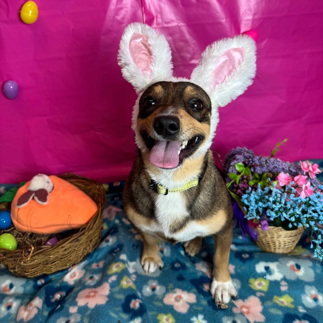 Enlarge Styles, a Adoptable mixed breed in Fresno, CA image 3/6