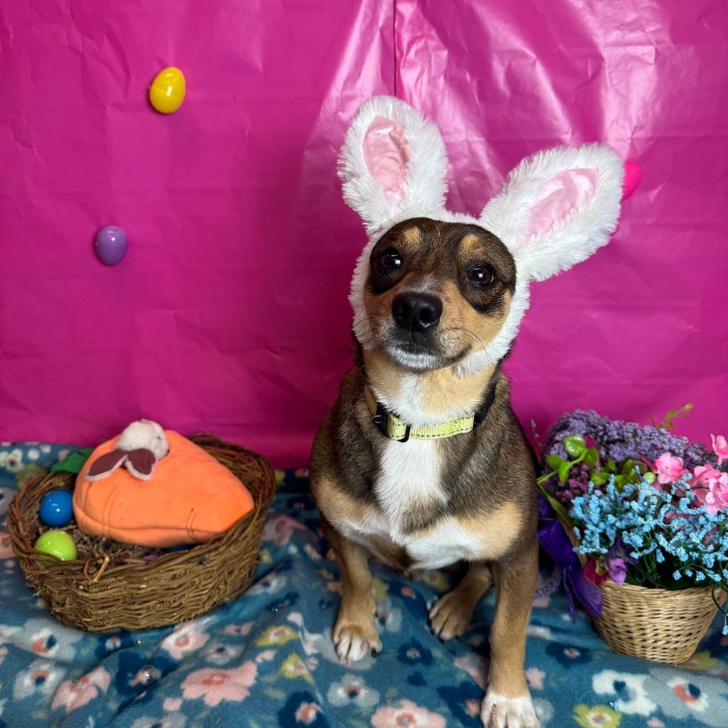 Enlarge Styles, a Adoptable mixed breed in Fresno, CA image 4/6