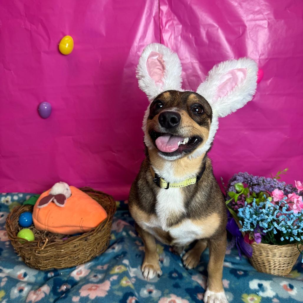 Enlarge Styles, a Adoptable mixed breed in Fresno, CA image 6/6