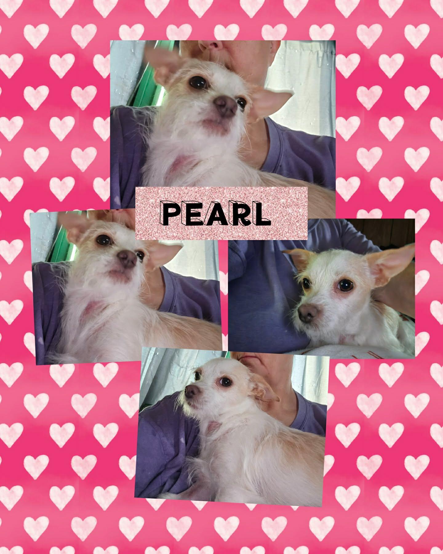 Pearl, ADOPTABLE, Young Female Terrier.