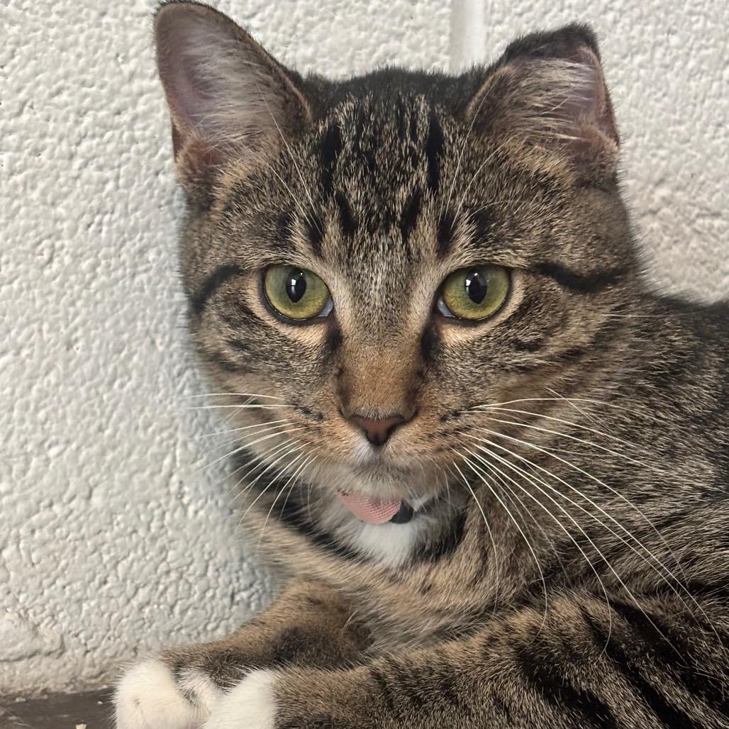 Enlarge Isolde 86C25, a Adoptable mixed breed in Napoleon, OH image 1/4