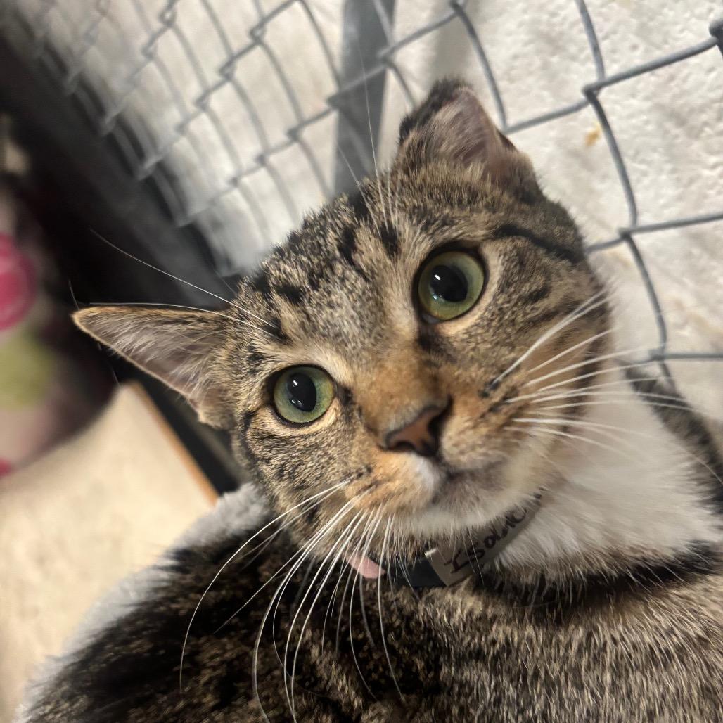 Enlarge Isolde 86C25, a Adoptable mixed breed in Napoleon, OH image 4/4