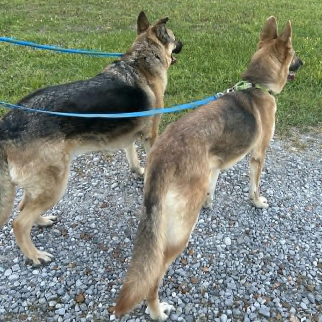 Enlarge Phoebe, a Adoptable German Shepherd Dog in Bartlett, TN image 6/6