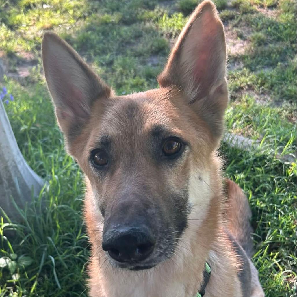 Enlarge Phoebe, a Adoptable German Shepherd Dog in Bartlett, TN image 1/6