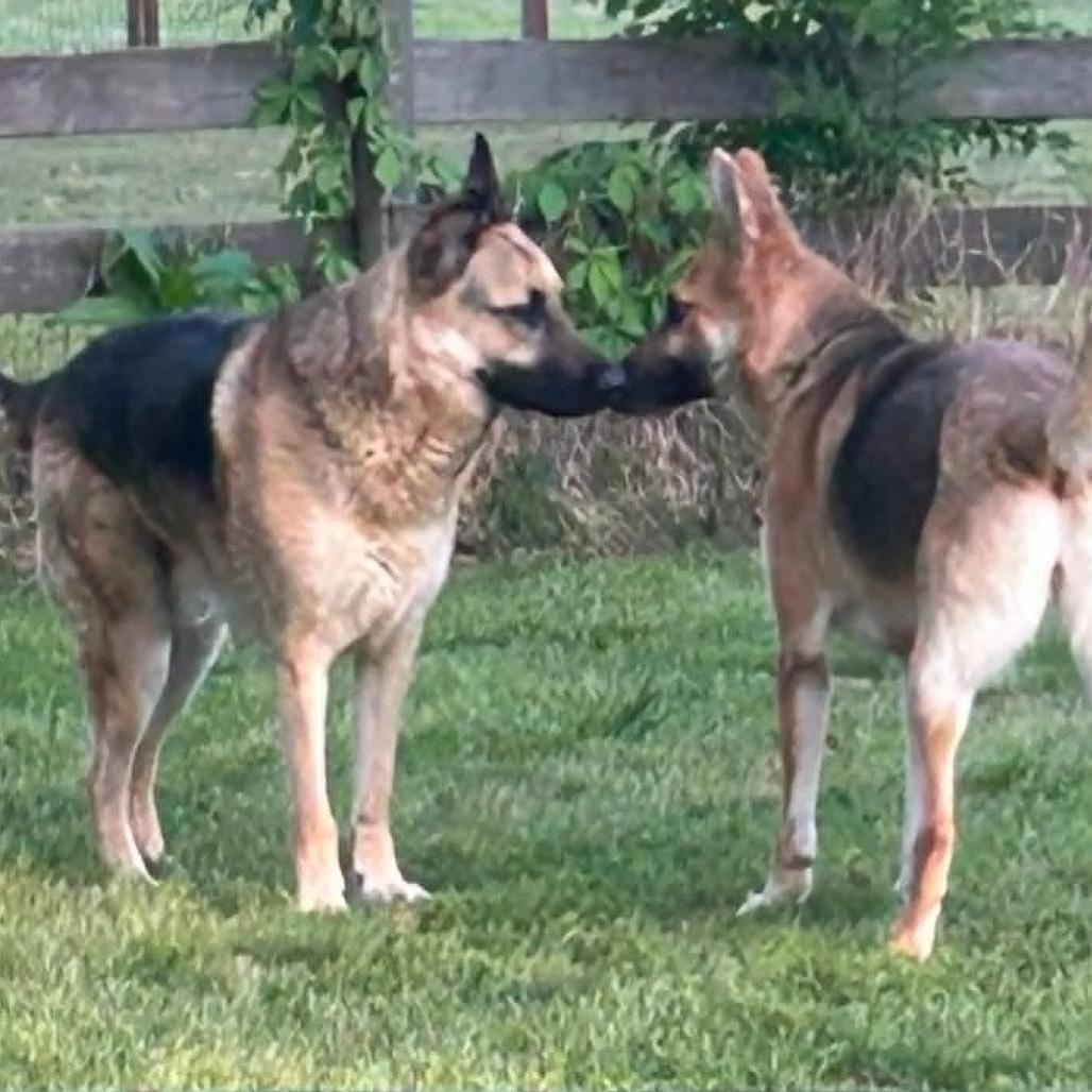 Enlarge Phoebe, a Adoptable German Shepherd Dog in Bartlett, TN image 5/6