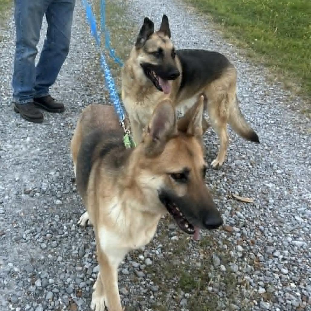 Enlarge Phoebe, a Adoptable German Shepherd Dog in Bartlett, TN image 3/6