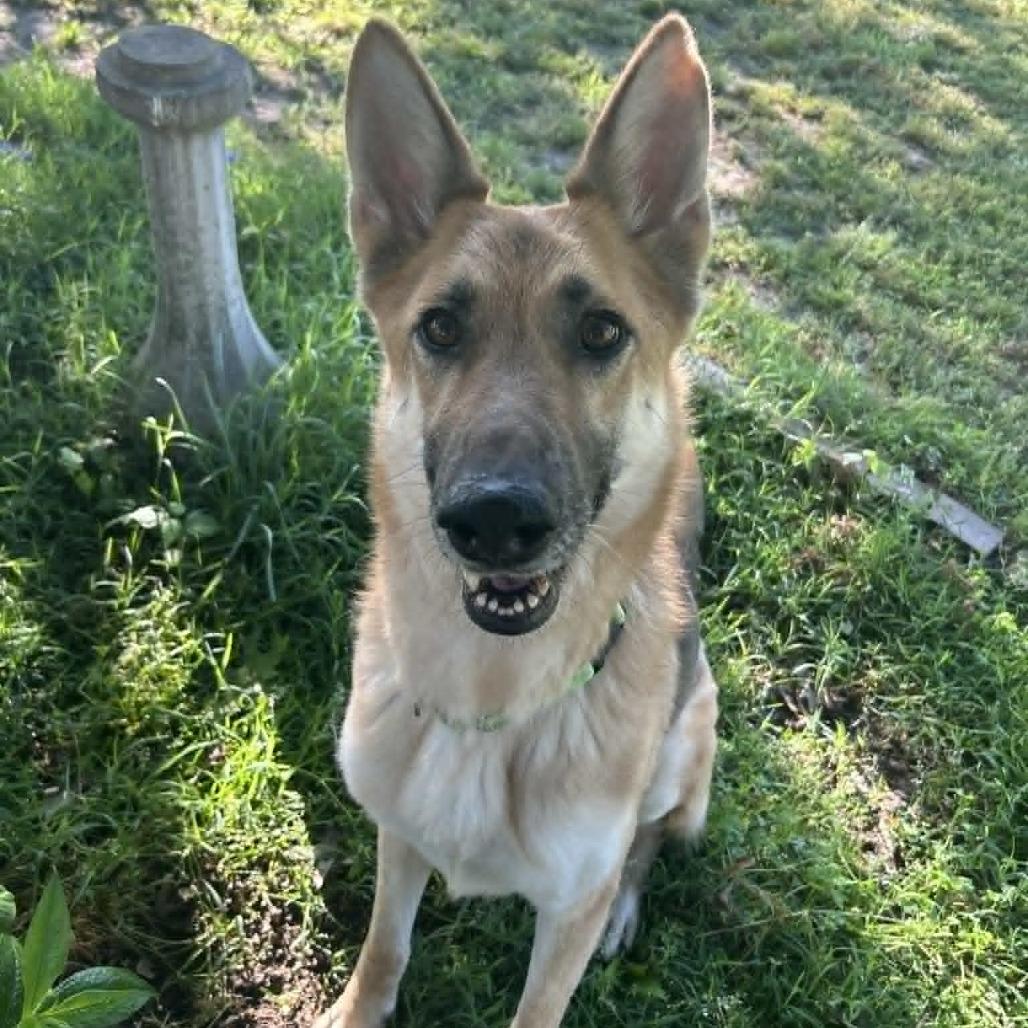 Enlarge Phoebe, a Adoptable German Shepherd Dog in Bartlett, TN image 2/6