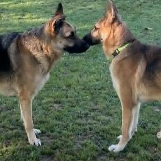 Enlarge Phoebe, a Adoptable German Shepherd Dog in Bartlett, TN image 4/6