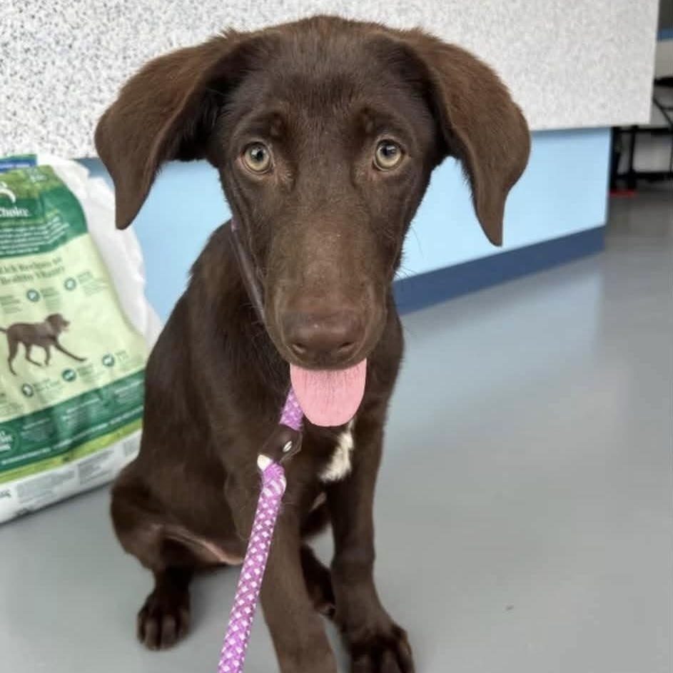 Bobbi Jo, adopted, Puppy Female Mixed Breed.