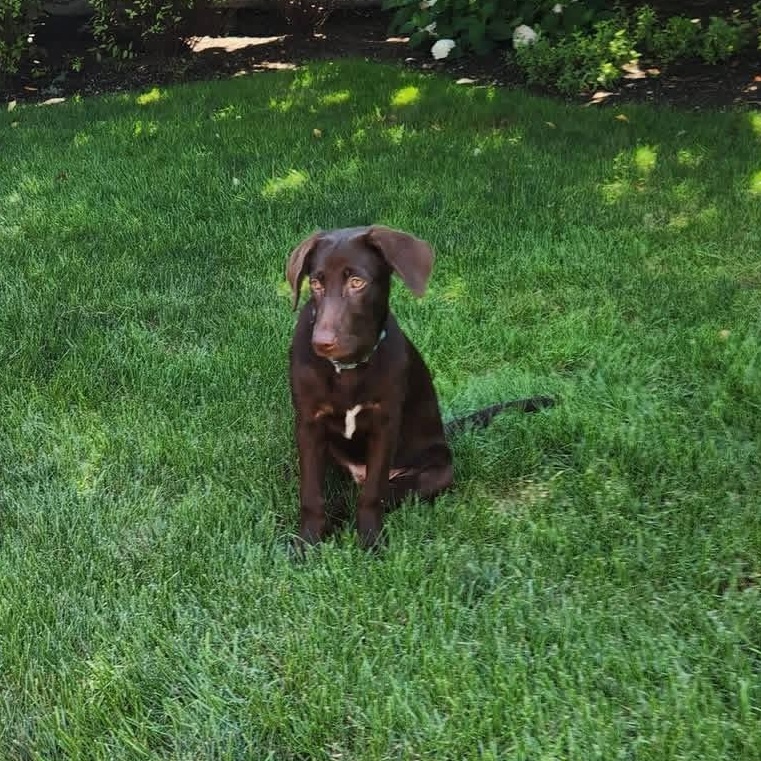 Enlarge Bobbi Jo, an adopted Mixed Breed in Yaphank, NY image 2/4