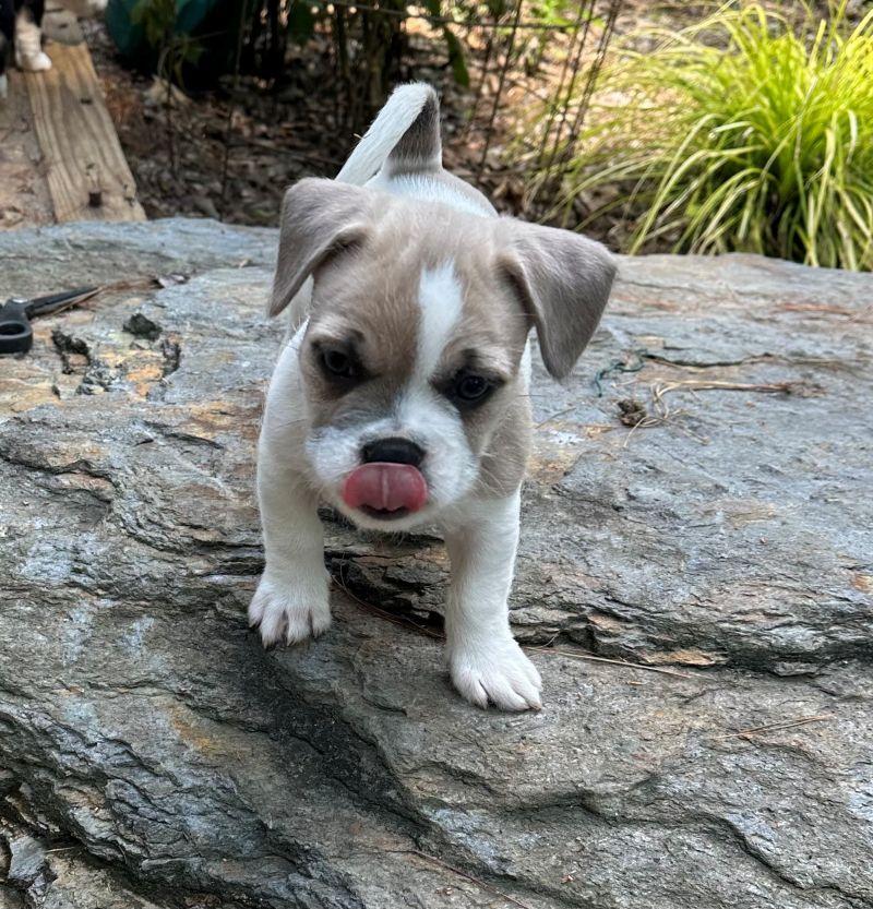 Enlarge Bart, a Adopted mixed breed in Hayesville, NC image 1/1