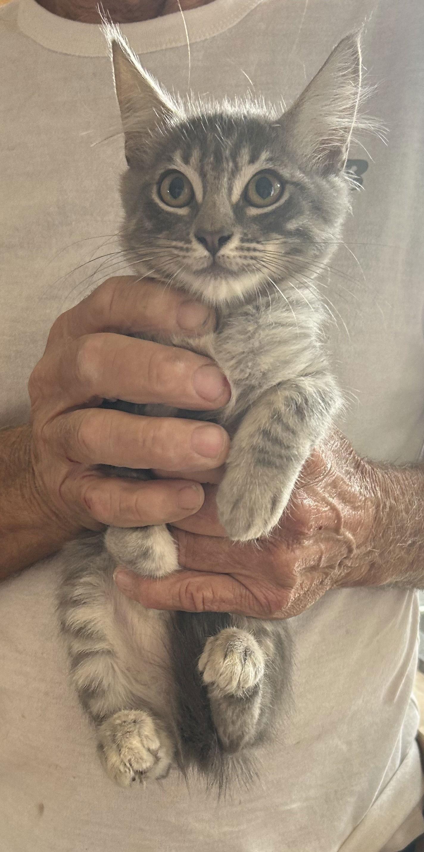 Pudge (Napa), Adoptable, Kitten Male Tabby & Domestic Medium Hair.