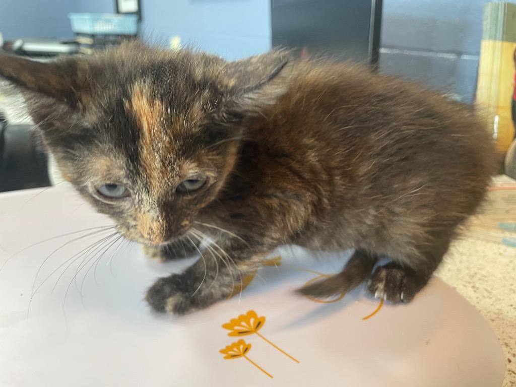 Dory, a Adoptable Domestic Short Hair in East Ridge, TN image 2/2