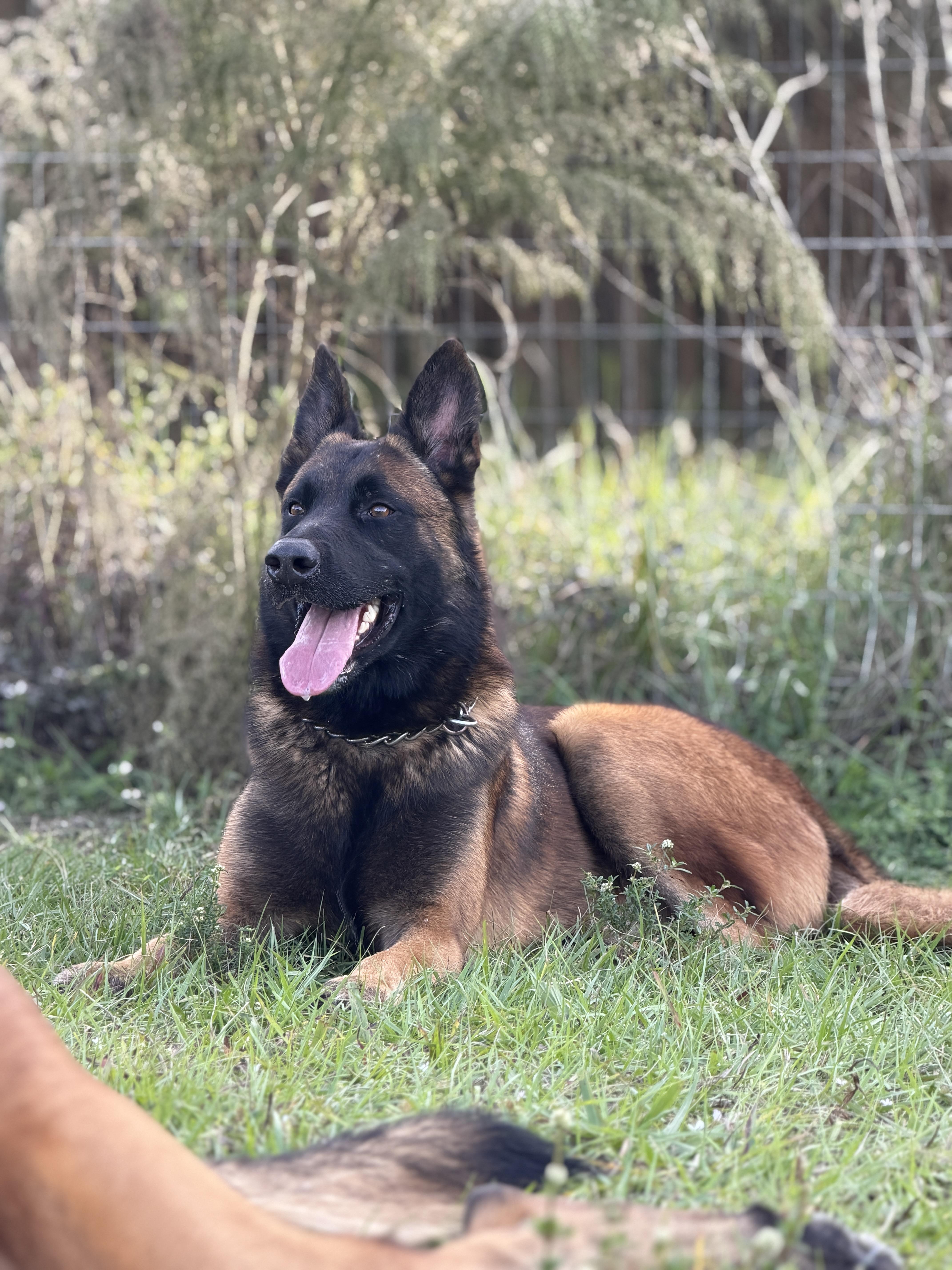 Enlarge Chapo, a ADOPTABLE mixed breed in Port Saint Lucie, FL image 1/1