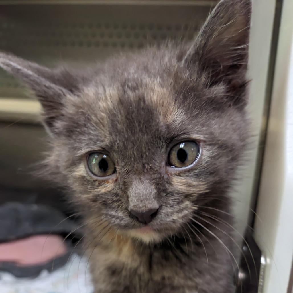 Nyx, Adoptable, Kitten Female Domestic Short Hair.