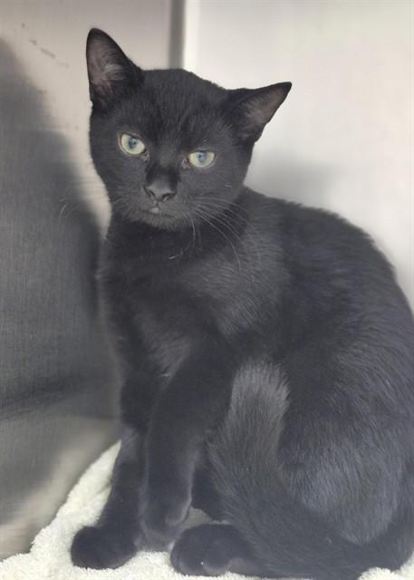 LIN, Adoptable, Young Female Domestic Short Hair.