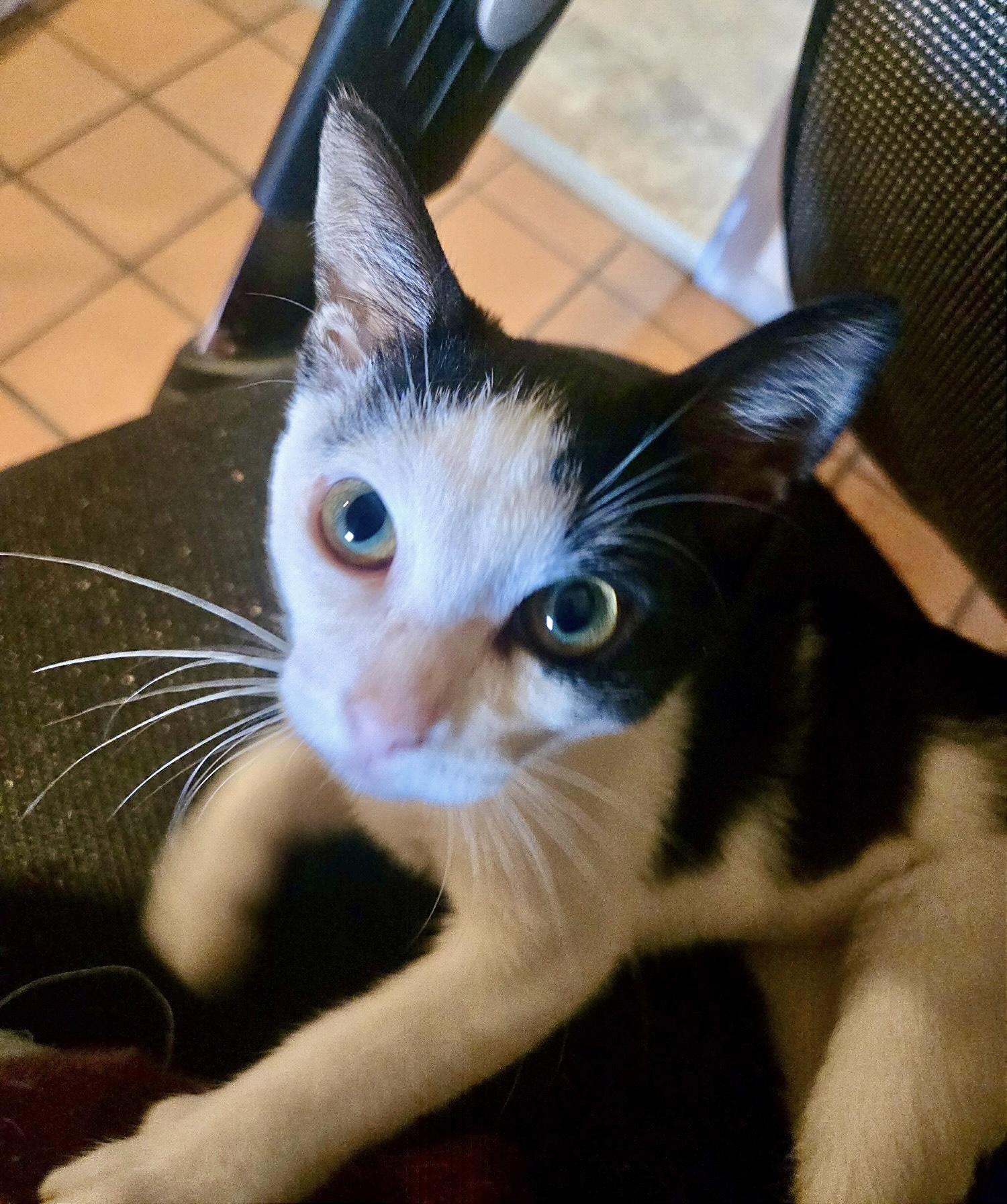 Punky, a Adoptable Domestic Short Hair in Montgomery, AL image 2/3