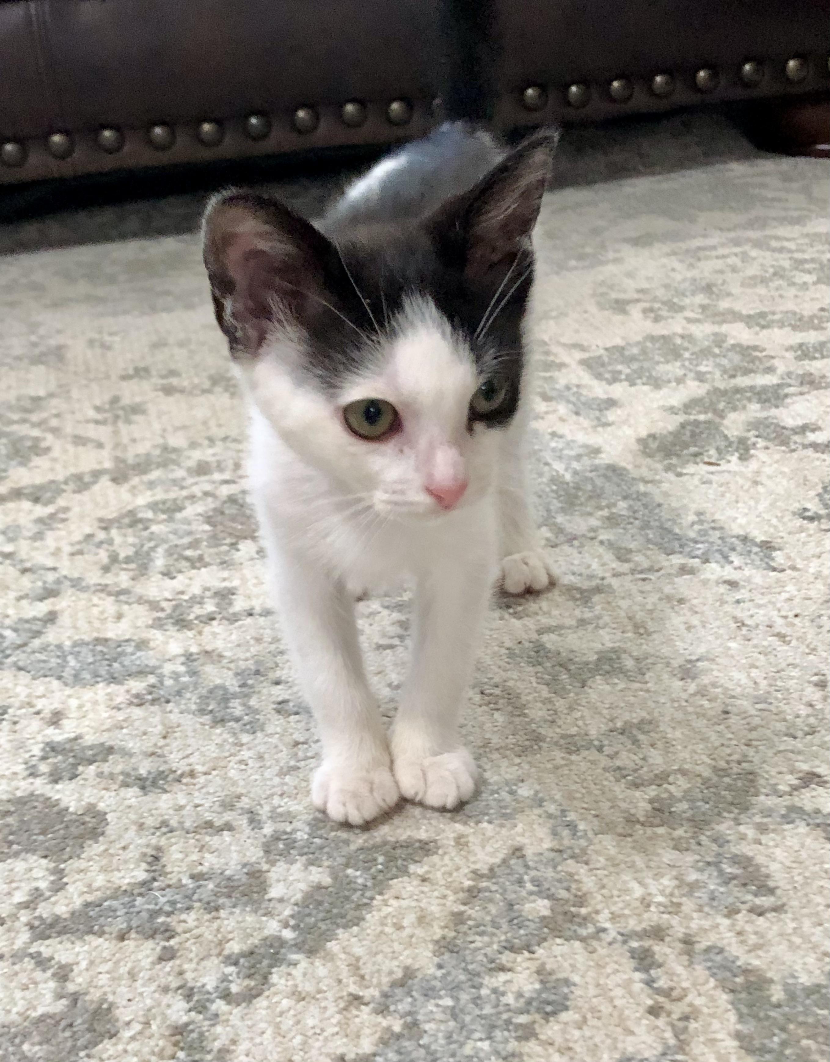 Punky, a Adoptable Domestic Short Hair in Montgomery, AL image 3/3