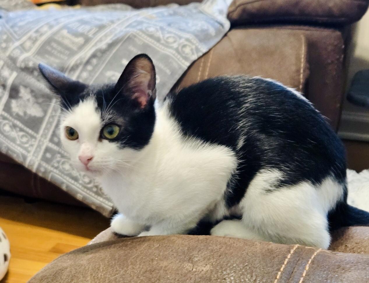 Punky, Adoptable, Kitten Female Domestic Short Hair.