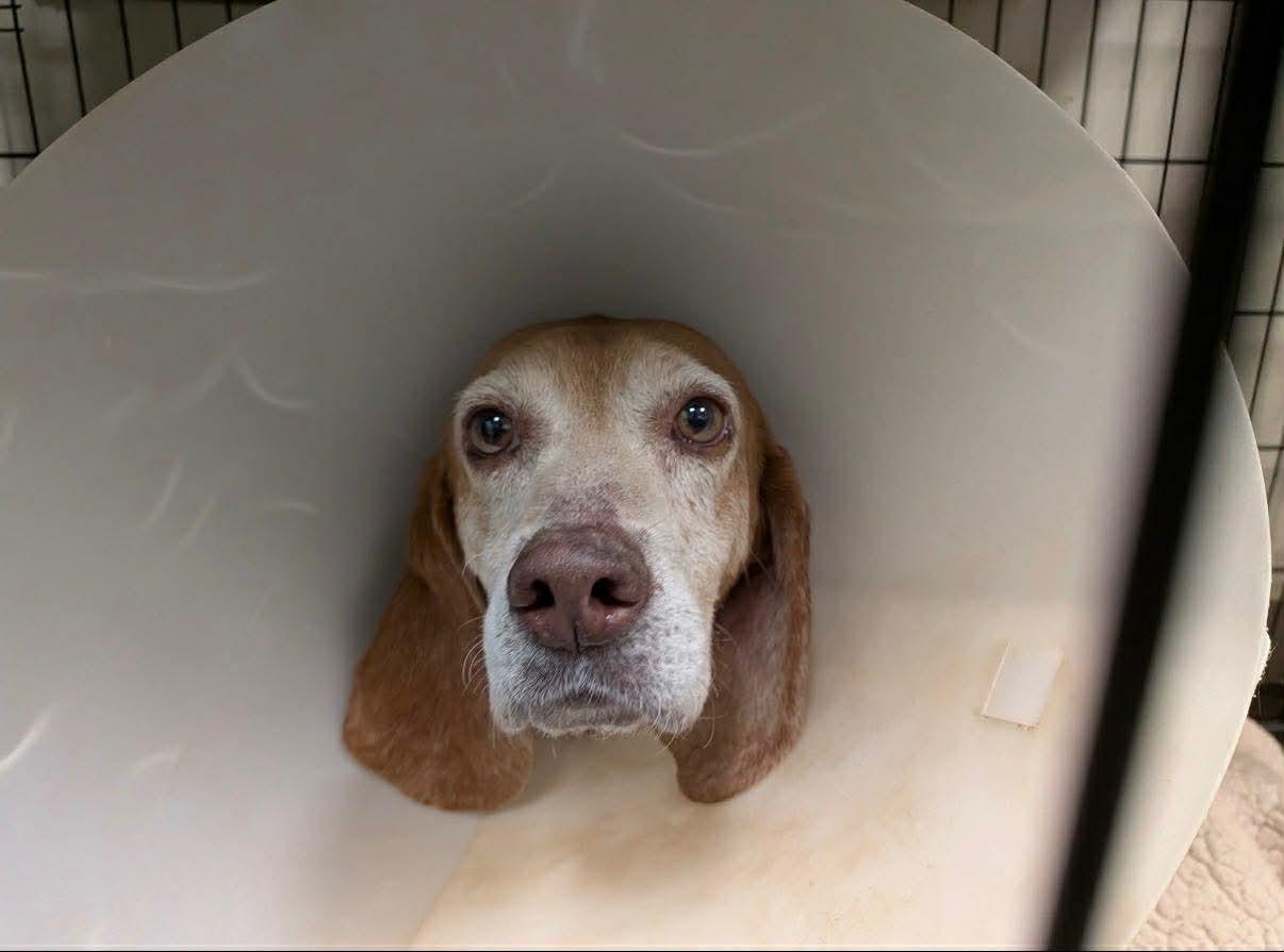 Enlarge Slowpoke, a Adopted Beagle in Stratham, NH image 1/3