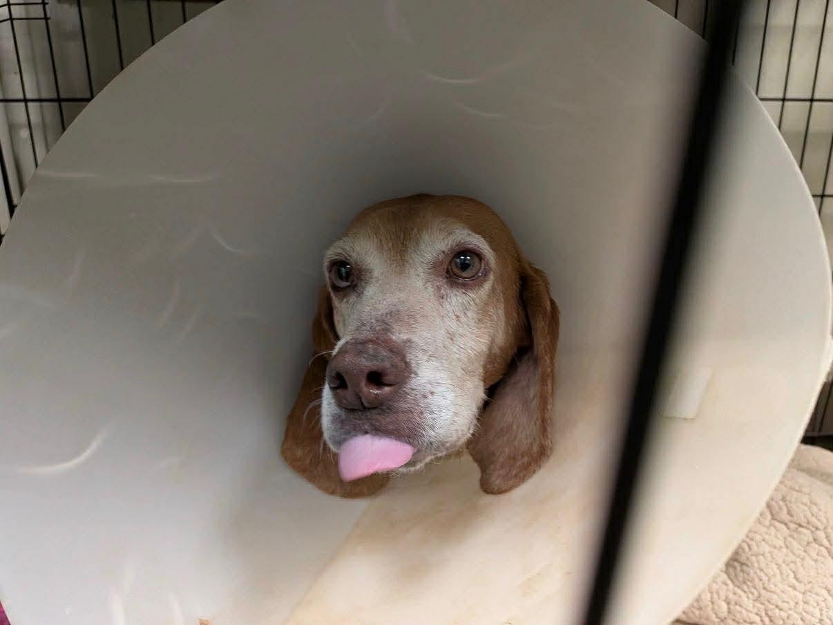 Enlarge Slowpoke, a Adopted Beagle in Stratham, NH image 2/3