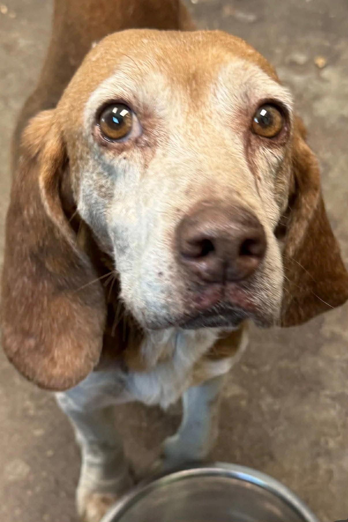 Enlarge Slowpoke, a Adopted Beagle in Stratham, NH image 3/3