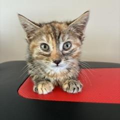Enlarge Lollipop, a Adoptable Domestic Short Hair in Greensboro, GA image 1/1