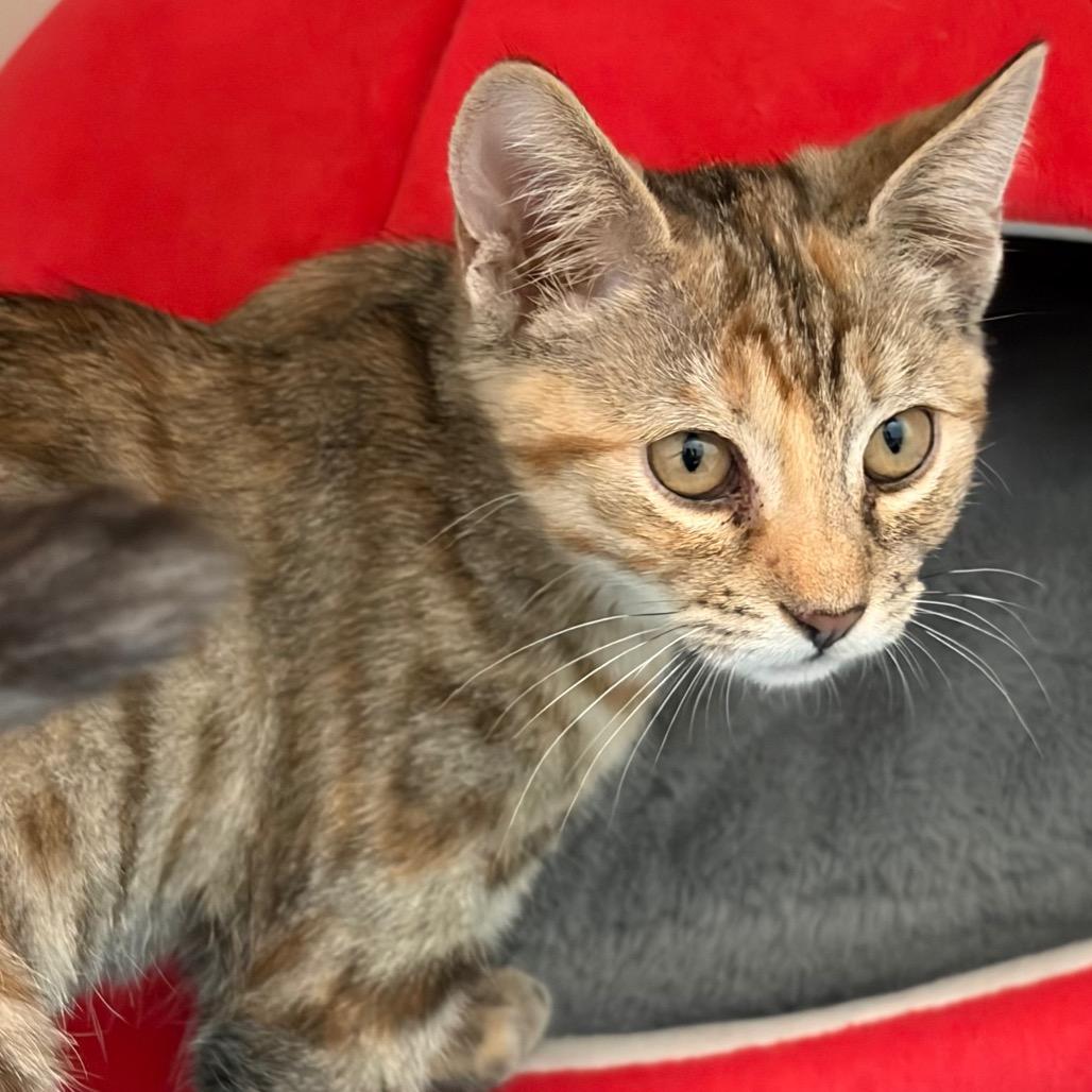 Lollipop, Adoptable, Kitten Female Domestic Short Hair.