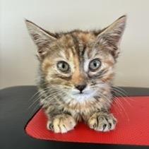 Enlarge Lollipop, a Adoptable Domestic Short Hair in Greensboro, GA image 2/6