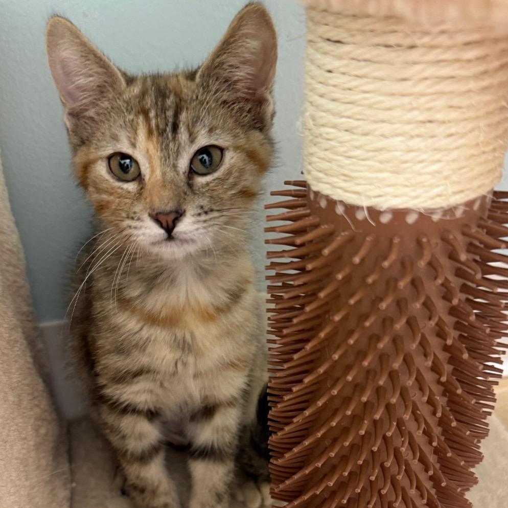 Enlarge Lollipop, a Adoptable Domestic Short Hair in Greensboro, GA image 3/6