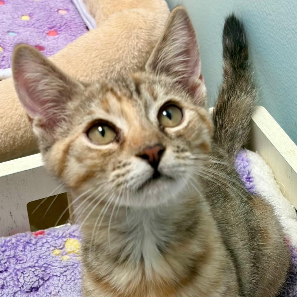Enlarge Lollipop, a Adoptable Domestic Short Hair in Greensboro, GA image 4/6