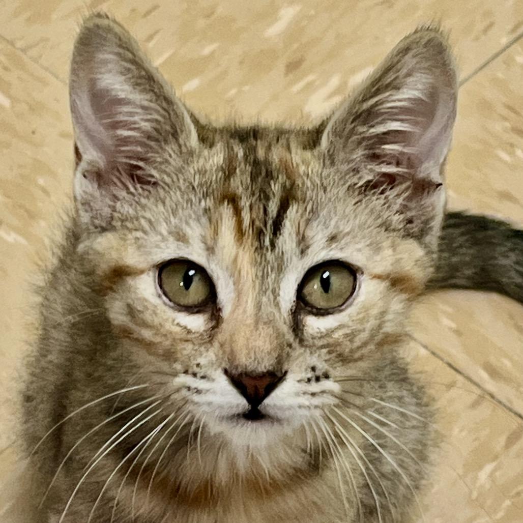 Enlarge Lollipop, a Adoptable Domestic Short Hair in Greensboro, GA image 5/6