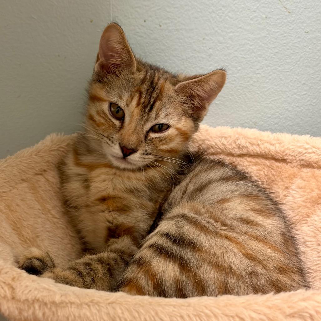 Enlarge Lollipop, a Adoptable Domestic Short Hair in Greensboro, GA image 6/6