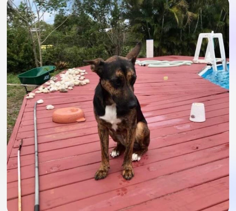 Enlarge Moose, a Adopted mixed breed in Boca Raton, FL image 1/2